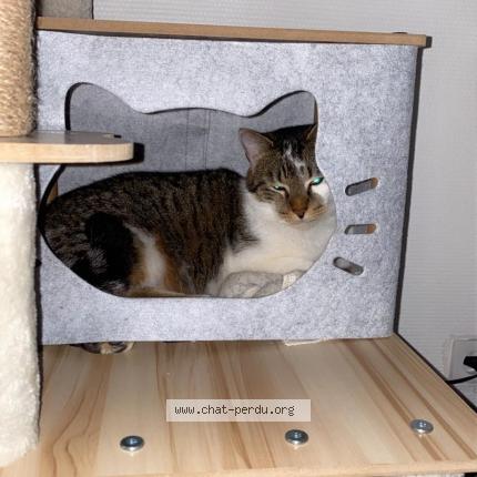 Foto 1/1 petit chat Chat perdido en Eaubonne