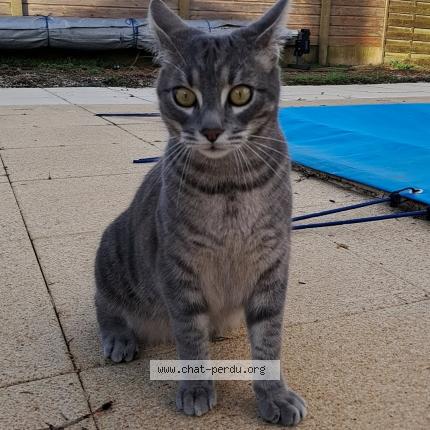 Foto 1/1 Anubis Chat perdido en Nieul sur mer