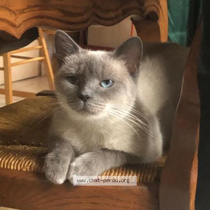 Foto 1/1 Mimi Chat perdido en Lille