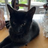 Foto del gato perdido en Vallorbe