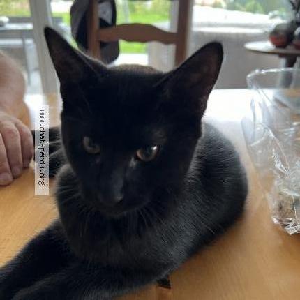 Foto 1/1 Vlad Chat perdido en Vallorbe