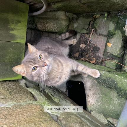 Foto 1/1 Gato encontrado Encontrado en Landerneau