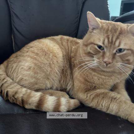 Foto 1/1 Minou Chat perdido en Quebec