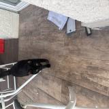 Foto del gato perdido en La Motte Servolex 73290