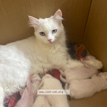 Foto 1/1 Catta Chat perdido en Bahawalpur