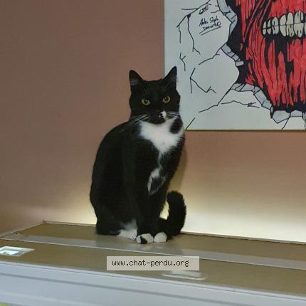 Foto 1/1 Stitch Chat perdido en Sedan