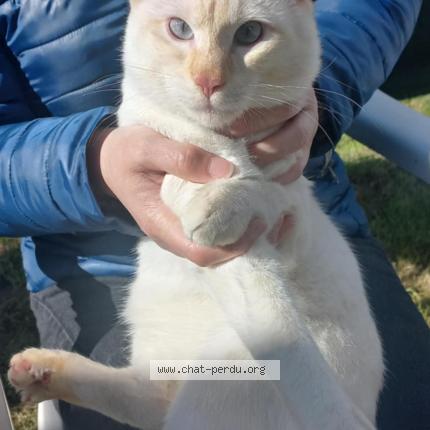 Foto 1/1 Gato encontrado Encontrado en Naintre