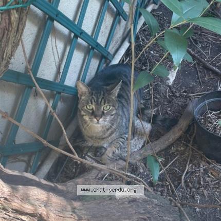 Foto 1/1 Gato encontrado Encontrado en Paris