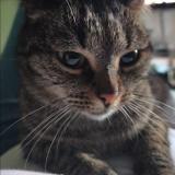 Foto del gato perdido en Champcueil