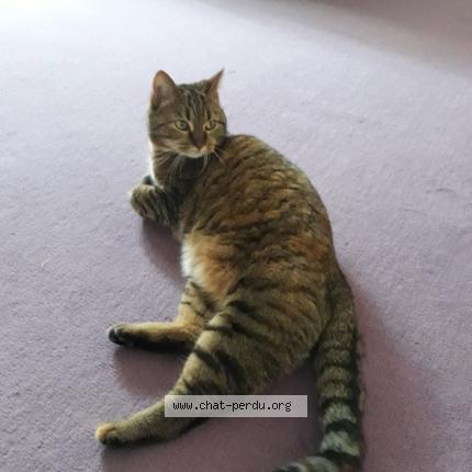 Foto 1/1 Kitty Chat perdido en Malakoff