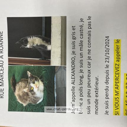Foto 1/1 Alexandro Chat perdido en Roanne