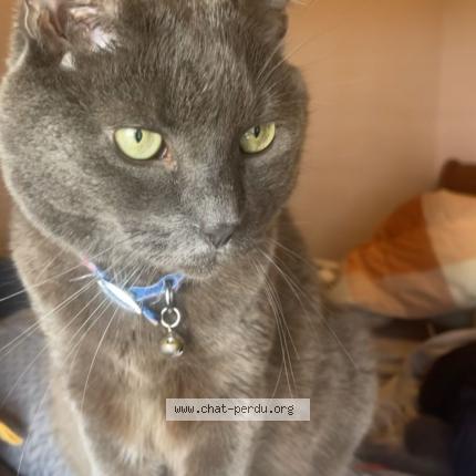 Foto 1/1 Griezmann Chat perdido en Vigneux sur seine