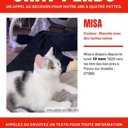 Foto 1/1 Misa Chat perdido en Fleury sur andelle