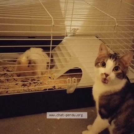 Foto 1/1 Bobby Chat perdido en Le bouscat