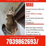 Foto del gato perdido en Navi Mumbai