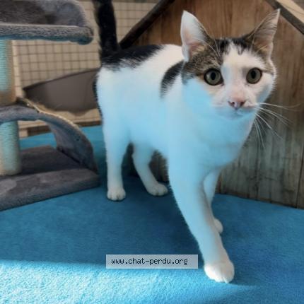 Foto 1/1 Pistache Chat perdido en Toulon sur allier