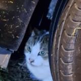 Foto de gato encontrado en Tourlaville