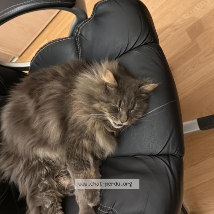 Foto 1/1 topaze Chat perdido en Cherveux