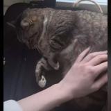 Foto del gato perdido en Nantes