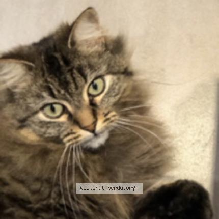 Foto 1/1 Vanille Chat perdido en Lapeyrouse mornay