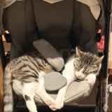 Foto del gato perdido en Lichtenberg