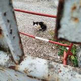 Foto del gato perdido en Annecy