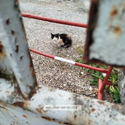Foto 1/1 Gato encontrado Perdido en Annecy