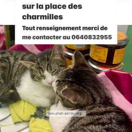 Foto 1/1 ahmed aboulghazi Chat perdido en Longjumeau