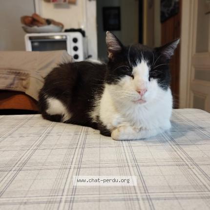 Foto 1/1 Vic Chat perdido en Villers les bois