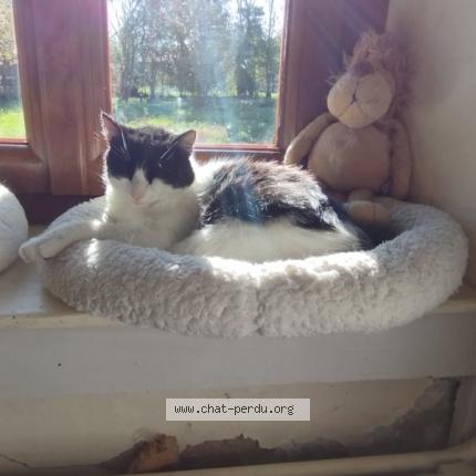 Foto 1/1 Gato encontrado Perdido en Villers les bois