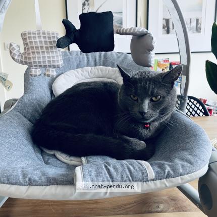 Foto 1/1 Loki Chat perdido en Distre