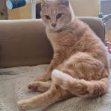 Foto del gato perdido en Marseillan