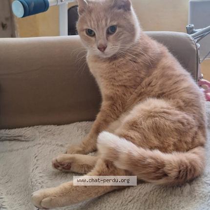 Foto 1/1 Gustave Chat perdido en Marseillan