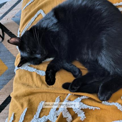 Foto 1/1 ELIO Chat perdido en Melun