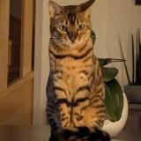 Foto del gato perdido en Octeville Sur Mer