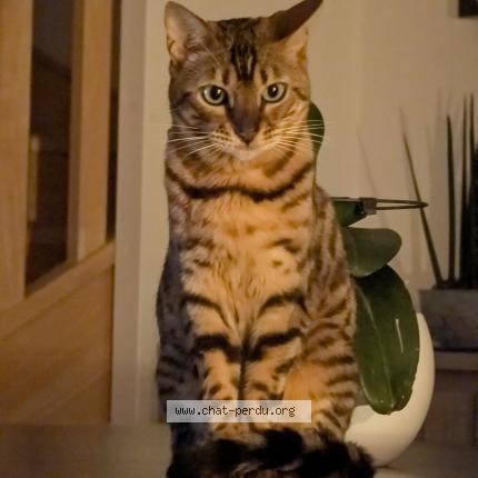 Foto 1/2 Lilie Chat perdido en Octeville sur mer