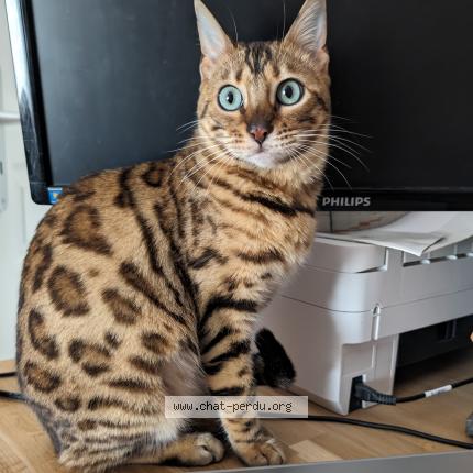 Foto 2/2 Lilie Chat perdido en Octeville sur mer