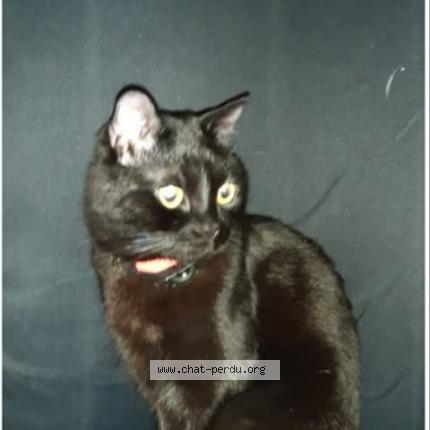 Foto 1/1 Chance Chat perdido en Valenciennes