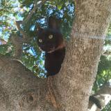 Foto del gato perdido en Le Mans