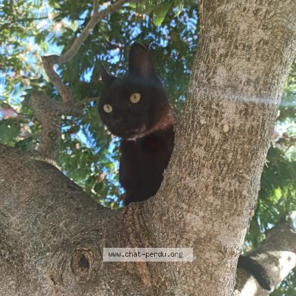 Foto 1/1 MECANO Chat perdido en Le mans