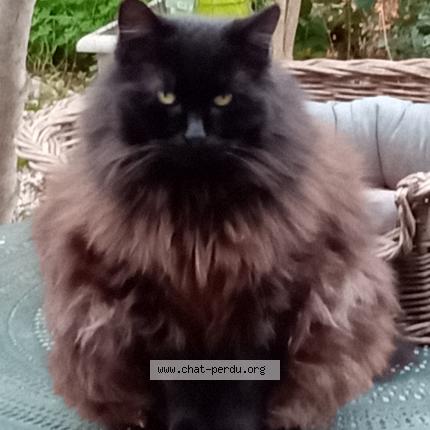 Foto 1/1 Mombo Chat perdido en Hyeres