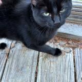 Foto del gato perdido en Erde