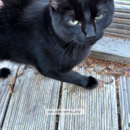 Foto 1/1 Mushu Chat perdido en Erde