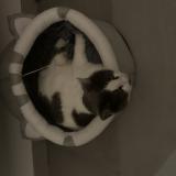 Foto del gato perdido en Rombas