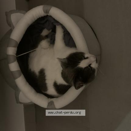 Foto 1/1 Grisette Chat perdido en Rombas