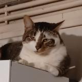 Foto del gato perdido en Sainte Florine