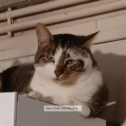 Foto 1/1 Suchi Chat perdido en Sainte florine