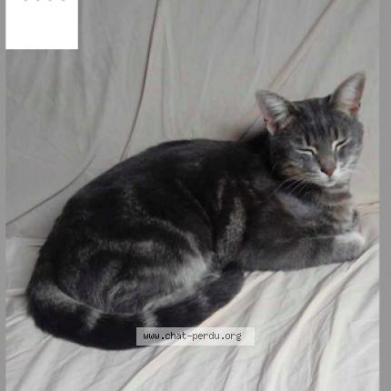 Foto 1/1 rosco Chat perdido en Cuesmes