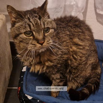 Foto 1/1 MIAOUSS Chat perdido en St gely du fesc