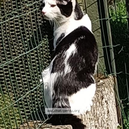 Foto 1/2 TAZ Chat perdido en Thiant